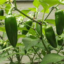 Jalapeño Starter Plant (12"-24") | Mild to Moderate Heat | Perfect for Gardens or Containers | Easy to Grow Pepper Plant