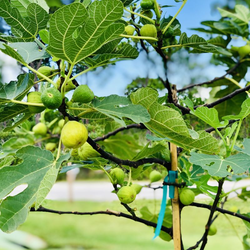 5 Desert King Fig Tree Unrooted Cuttings 6-8" Long - Ficus Carica, Fresh & Healthy, Perfect for Planting or Propagation