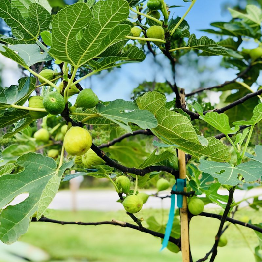 5 Desert King Fig Tree Unrooted Cuttings 6-8" Long - Ficus Carica, Fresh & Healthy, Perfect for Planting or Propagation