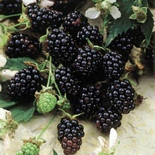 1 Sweetie Pie Blackberry Plant - Rubus Bare Root Starter Plant