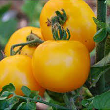 10 Seeds Mountain Gold Tomato (Solanum lycopersicum) – Vibrant Yellow Slicing Variety