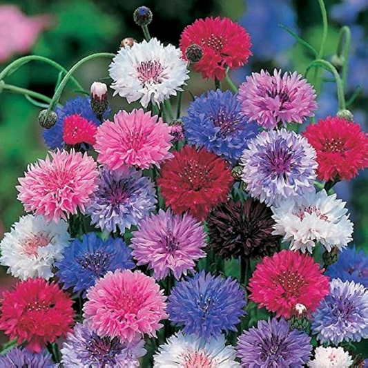 200 Seeds Cornflower Bachelor Button Frosty Mix, Heirloom, Non-GMO, Pollinators, Blue & White Flowers, Wildflower, Garden Plant, Easy Grow
