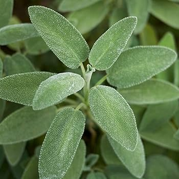 300mg Sage Broadleaf Seeds | Salvia officinalis | Heirloom, Non-GMO Culinary Herb | Aromatic & Medicinal