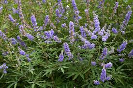 20 Chaste Tree Seeds – Vitex agnus-castus, Hardy Lilac Flowers, Deer Resistant, Attracts Butterflies & Bees, Zones 6-9, Fast Growing