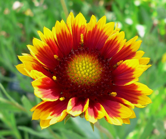 200 Indian Blanket Flower Seeds – Gaillardia pulchella | Heirloom Non-GMO | Blanket Flower for Meadows, Pollinators, Easy Care