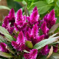 150 Celosia Seeds - Magenta Fire Cockscomb Flower (Celosia argentea) for Vibrant, Colorful Garden Blooms - Easy to Grow, Decorative Plant