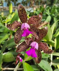 Cattleya Tigrina x Aclandiae NBS Seedling | Compact Orchid Hybrid with Spotted Fragrant Blooms | 3" Pot | Rare Collectors' Plant
