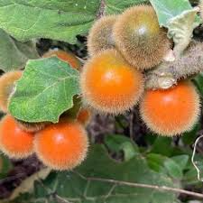 20 Naranjilla (Solanum quitoense) Seeds – Lulo Quito Orange Fruit Tree