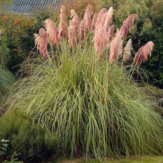 3 Pink Pampas Grass Rooted Starter Plugs - Elegant, Hardy, Perfect for Landscaping, Garden, Ornamental Grass, Cortaderia Selloana