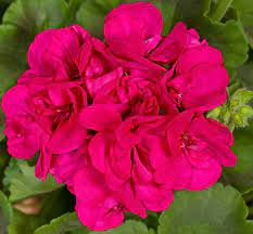 Purple Pink Pelargonium Zonal Geranium – 8 Fresh Live Starter Cuttings, 6"+ Each, Hardy & Fast-Growing, Vibrant Blooms