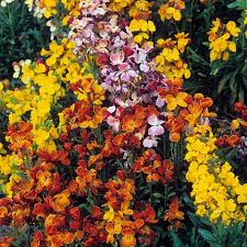 200 Seeds Wallflower 'Fair Lady Mix' – Cheiranthus allionii – Fragrant Bi-Colored Blooms – Non-GMO Biennial for Cottage & Cutting Gardens