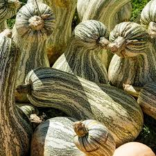 Cushaw Green Striped Pumpkin Seeds, Cucurbita Pepo, Heirloom, 20 lbs Fruit, Sweet Flesh, USDA Zones 3-10, Non-GMO