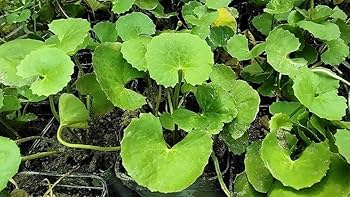 Indian Pennywort (10 Bare Root Live Plants), Centella asiatica, Ready to Plant