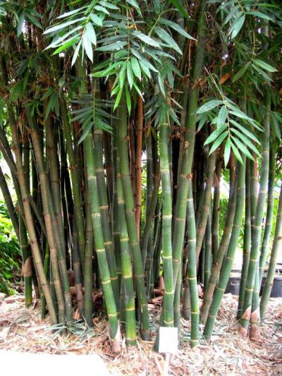 2 Unroot Cuttings Giant Timber Bamboo (Bambusa oldhamii) | Fast-Growing Privacy Screen