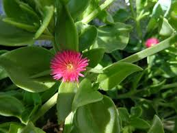 10 Aptenia Cordifolia 'Red Apple' Cuttings (4-7") | Baby Sun Rose Succulent | Red/Pink Blooms for Easy Indoor & Outdoor Growth