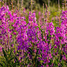 500 Seeds Chamaenerion Angustifolium | Fireweed Seeds for Planting | Willow Herb | Magenta Flower | Pollinator Attracting Fast Grower