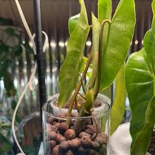 1 Philodendron Burle Marx 5-7" Unrooted Cutting - Tropical Houseplant with Unique Green Foliage for Indoor Decor & Propagation