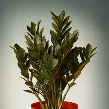 Black Raven ZZ Plant Cutting | Zamiifolia Zamioculcas | 2 Node Fresh Cutting | Pet Safe, Indoor Plant |
