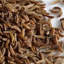 100 Seeds Caraway (Carum carvi) – Aromatic Herb for Culinary