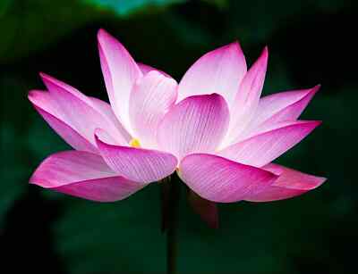5 Sacred Lotus Flower Seeds (Nelumbo nucifera) – Edible Aquatic Water Lily