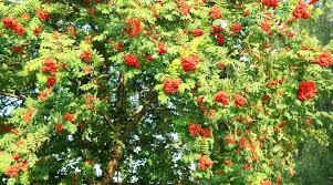 2 American Mountain Ash (Sorbus americana) – Live Bare Root Trees 1-2 Feet