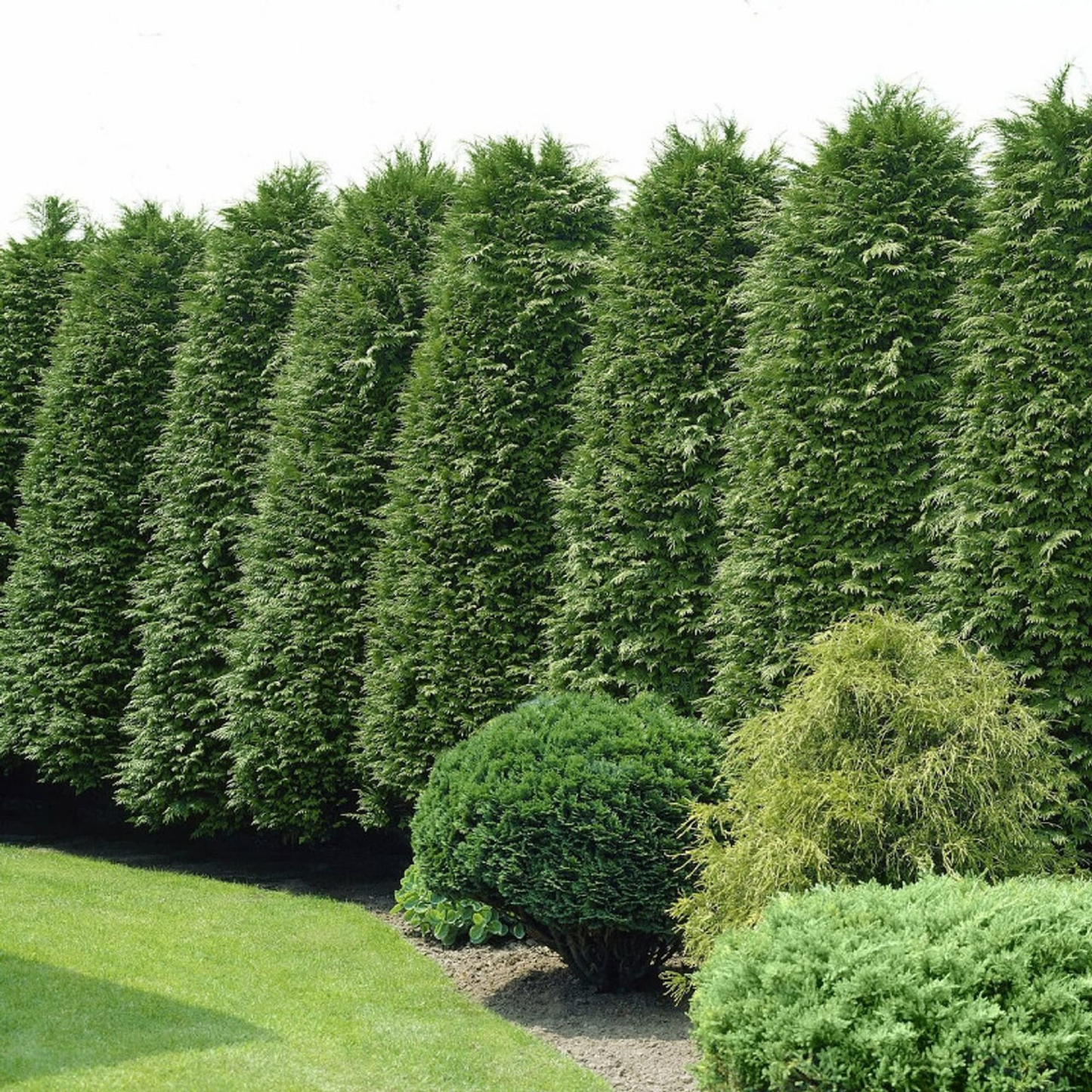 30 Green Giant Thuja Seeds (Thuja plicata) | Arborvitae Cedar Tree | Fast-Growing, Privacy Hedge, Evergreen Tree for Landscaping