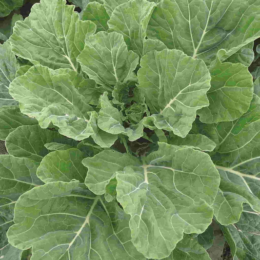 2,000 Georgia Collard Seeds – Heirloom, Non-GMO, Cold & Heat Tolerant,