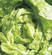 1000 Tom Thumb Lettuce Seeds – Lactuca sativa – Mini Heirloom Butterhead, Sweet & Tender, Fast-Growing