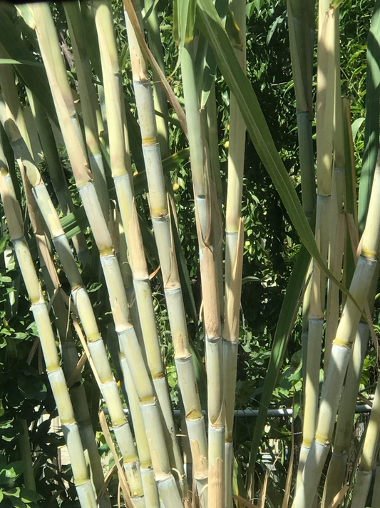 5 Rooted Sugarcane Cuttings – Sweet & Juicy – Tropical Live Plant – Ready to Plant – Fast Growing – Fresh Organic Stalks