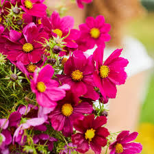 1g Cosmos Dazzler Seeds, Bright Magenta Blooms, Hardy Annual Wildflower for Pollinator Gardens