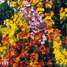 500 Seeds English Wallflower Mix, Fragrant Bi-Colored Perennial & Biennial, Bright Flowers for Garden Borders, Pollinators Containers