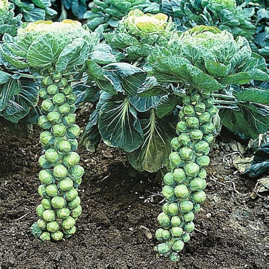 500+ Long Island Brussels Sprouts Seeds – Heirloom, Cold-Hardy Variety for Garden