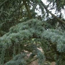 5 Seeds Cedrus libani – Cedar of Lebanon, Majestic Evergreen Tree for Landscaping