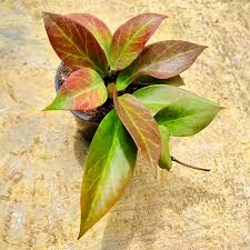 Hoya Sunrise Starter Plant - Well-Rooted, 5-7 Inches Tall - Exotic Tropical Houseplant with Stunning Foliage & Fragrant Flowers
