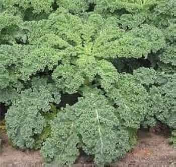 250 Kale Dwarf Siberian Improved Seeds – Brassica oleracea – Nutrient-Rich Greens for Planting, Easy to Grow, Perfect for Cooking & Salads