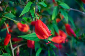 Red Turk's Cap Starter Plant, Malvaviscus arboreus Sleeping Hibiscus, 5-7" Tall Unique Red Flowers for Gardens, Containers & Tropical Spaces