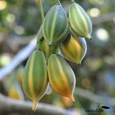 Oak Leaved Papaya Seeds - 25+ Tropical Fruit Seeds, Fast Shipping, Unique Lobed Foliage, Container or Garden Growing