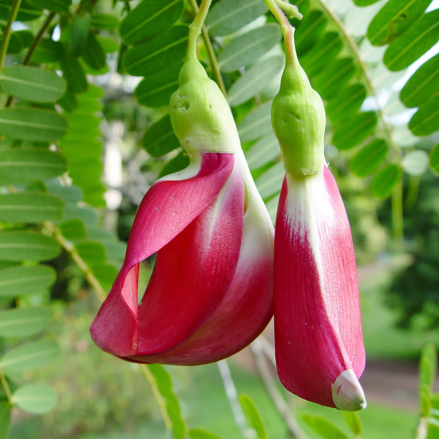 20 Vegetable Hummingbird Tree Seeds - Sesbania grandiflora, Agati Flower, Edible, Fast-Growing, Ornamental, Pollinator-Friendly, Tropical