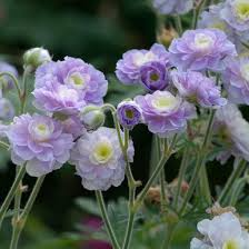 25+ Summer Skies Geranium Seeds – Soft Lavender-Blue Blooms for Garden Planting, Cottage-Style Borders & Pollinator Gardens – USA