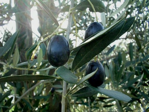 10+ Picual Olive Seeds for Garden Planting – Spanish Variety, USA Grown – FAST SHIPPING!