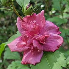Live Double Red Althea Rose of Sharon Starter Plant | 1/2–1 ft. Bare Root Hibiscus | Fast-Growing, Low Maintenance