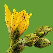 50 mg Seeds Hypericum punctatum (Dotted St. John's Wort) for Planting | Pollinator-Friendly Wildflower