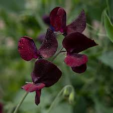 Midnight Sweet Pea Seeds – 50+ Deep Maroon-Black Blooms – Climbing Vine for Trellises, Bouquets, Cottage Gardens & Floral Arches – USA