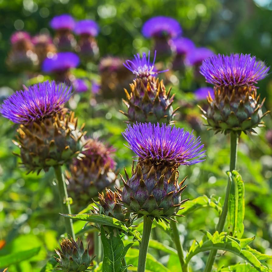 15 Seeds Cardoon, Cynara Cardunculus, Ornamental Edible Perennial with Artichoke Flavor