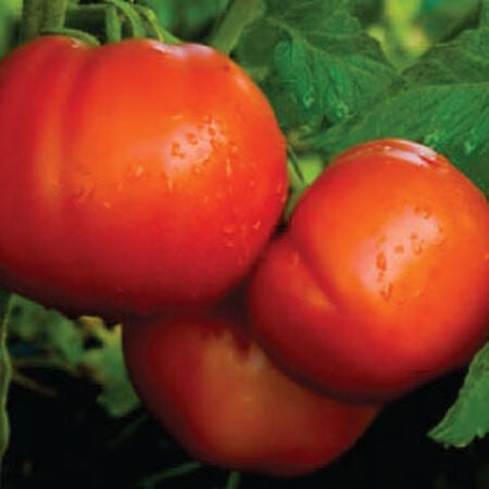 Celebrity Tomato Seeds (F1 Hybrid) | Non-GMO | Disease Resistant | 7-8 oz Fruit | 75 Days to Harvest | USDA Zones 3-10 |