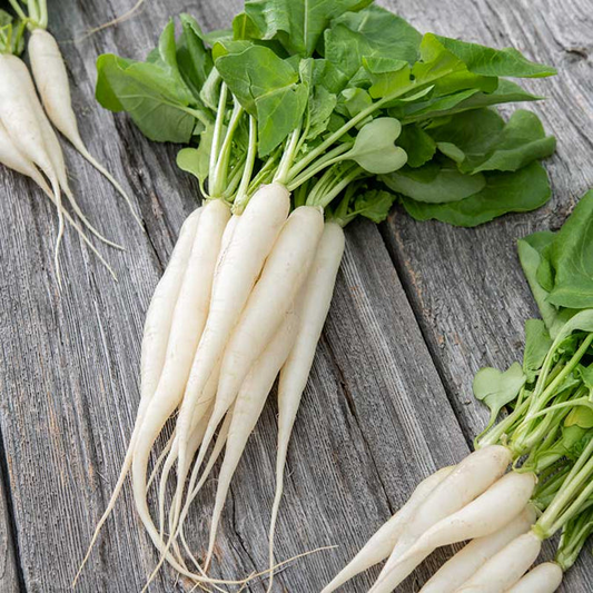 400pcs White Icicle Radish Seeds – Fast-Growing Heirloom Vegetable for Crisp, Mild Flavor – Ideal for Garden or Container Planting