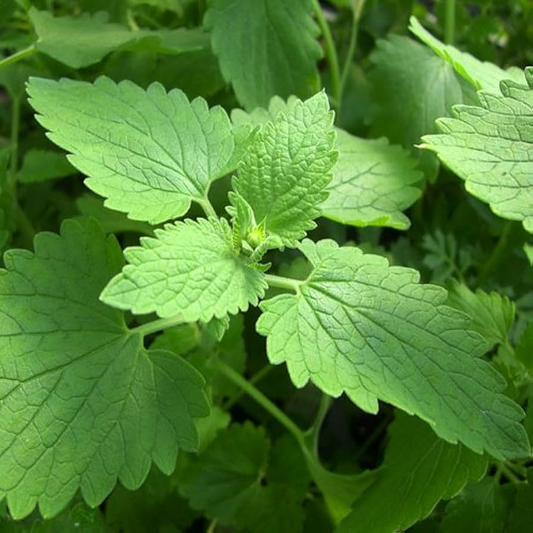 Catnip Seeds | 2,000 Heirloom Seeds | Non-GMO | Attracts Cats & Bees | Zones 3-9 |  | Culinary & Tea Use