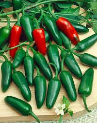 25 Early Jalapeño Pepper Seeds – Capsicum annuum – Heirloom, Spicy Chili, Fast-Maturing, Non-GMO, Perfect for Salsas & Pickling