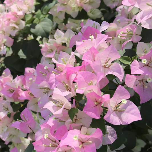 Rare Double Petal White Pink Bougainvillea Cuttings - 3 Fresh, 3-5", Climbing Plant, Medium Fragrance, Summer to Winter Blooms