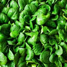 1g Spinach Bloomsdale Long Standing Seeds Spinacia oleracea | Heirloom, Non-GMO, Rich Flavor, Slow to Bolt, Cool-Season Vegetable